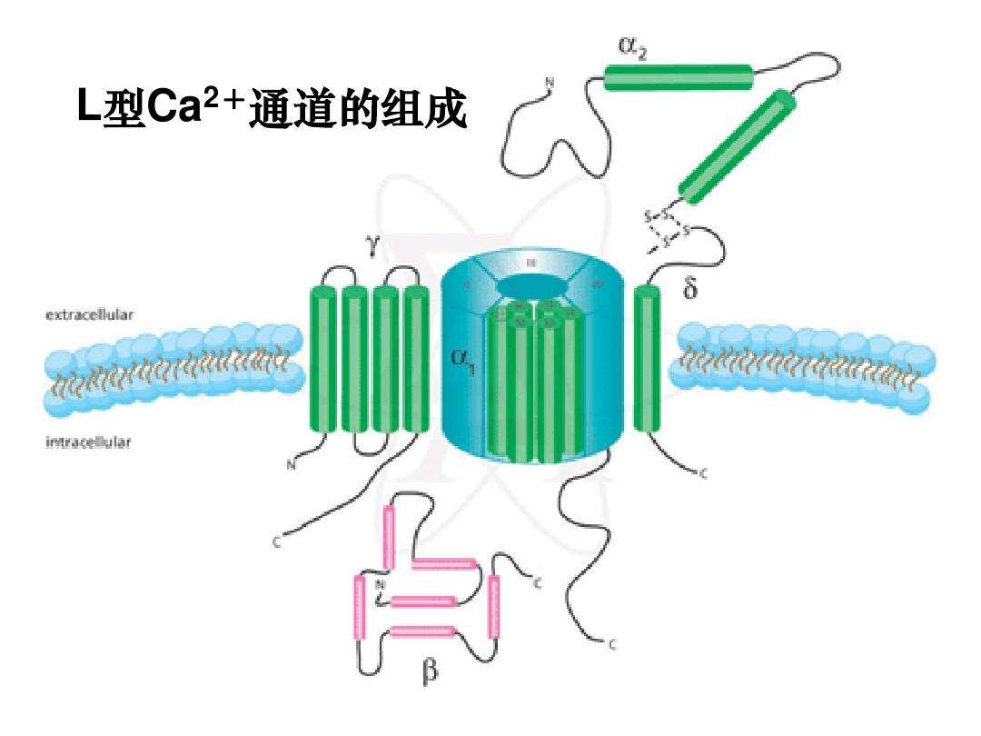 钙离子通道-靶点类型及筛选-磐石生物cro