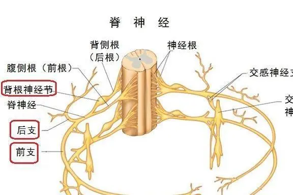 中枢神经系统-磐石生物cro